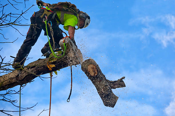 Professional Tree Services in Charlotte, TX